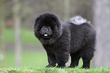 CHOW CHOW 777